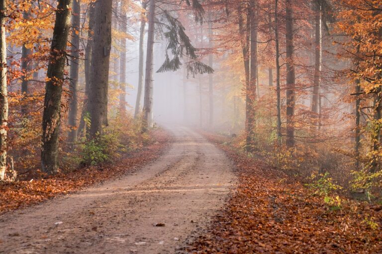 road, forest, autumn-5724397.jpg